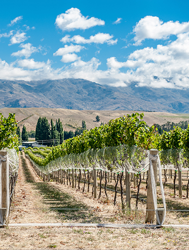 Bannockburn vineyard